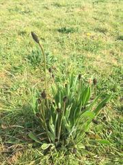 Plantago lanceolata