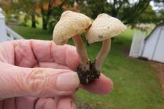 Inocybe flocculosa