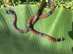 Micrurus dumerilii dumerilii