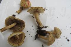 Inocybe flocculosa