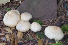 Inocybe flocculosa