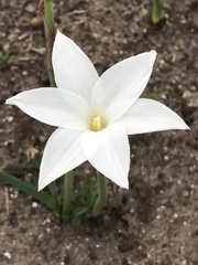 Zephyranthes drummondii