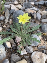 Oenothera primiveris