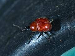 Homoeolabus analis