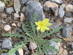 Oenothera primiveris