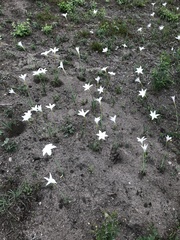 Zephyranthes drummondii