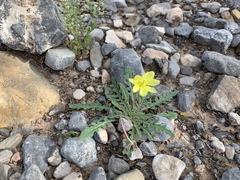 Oenothera primiveris