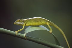 Seychelles Tiger Chameleon photo 2
