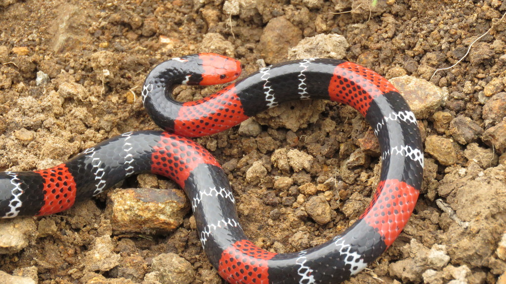 Regal Coral Snake