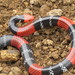 Regal Coralsnake - Photo (c) Bill Hagan, some rights reserved (CC BY-NC), uploaded by Bill Hagan
