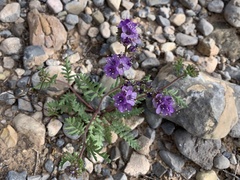 Phacelia popei