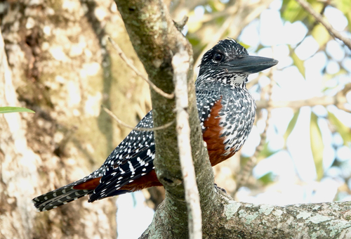 iNaturalist image