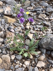 Phacelia popei