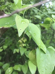 Smilax glauca