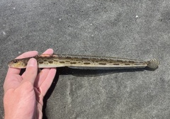 Snake Prickleback photo 1