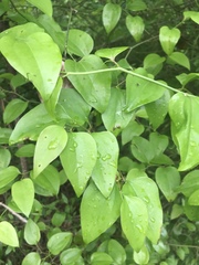 Smilax glauca