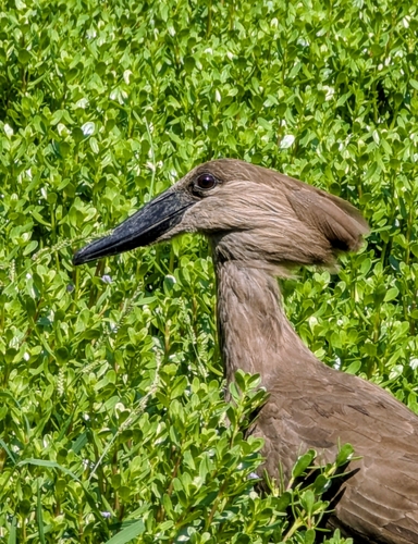 Hamerkop