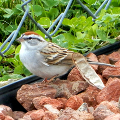 Spizella passerina passerina