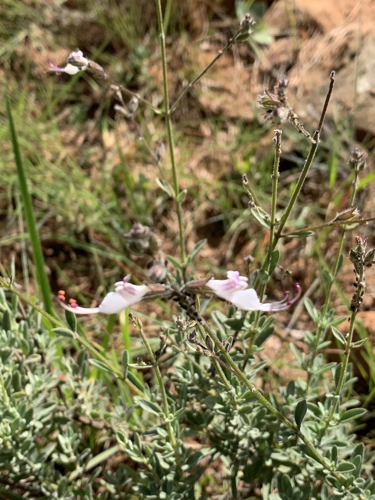 Syncolostemon concinnus
