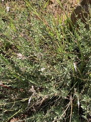 Syncolostemon concinnus