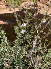 Syncolostemon concinnus