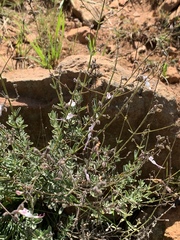 Syncolostemon concinnus