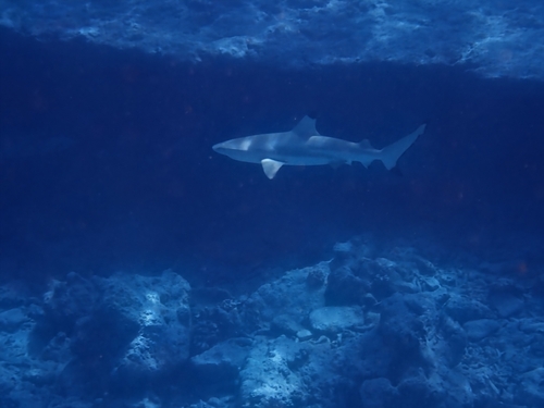 Blacktip Reef Shark