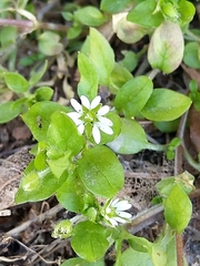Stellaria media