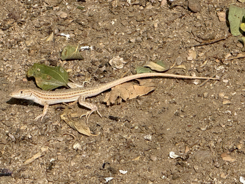 Bosc’s Fringe-toed lizard