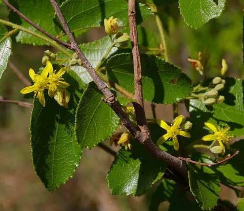 Grewia micrantha