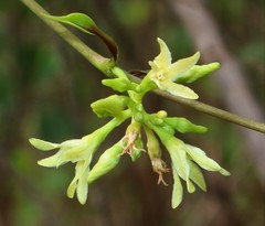 Cryptolepis buchananii