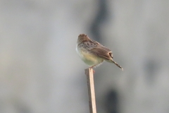 Cisticola juncidis