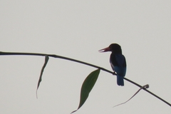 Halcyon cyanoventris