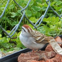 Spizella passerina passerina