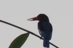 Halcyon cyanoventris