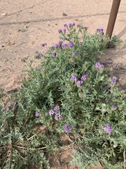 Phacelia popei
