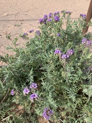 Phacelia popei