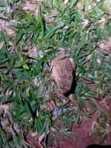 Guttural Toad