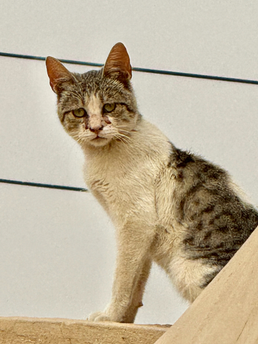 Domestic Cat