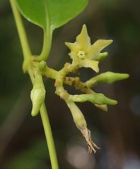 Cryptolepis buchananii