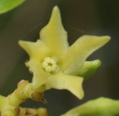 Cryptolepis buchananii