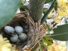 Empidonax difficilis