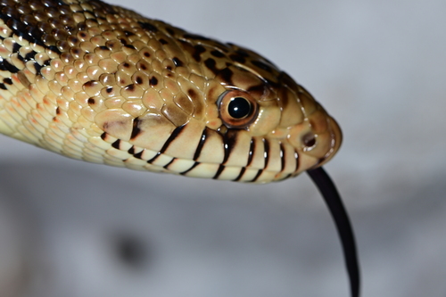 Bullsnake