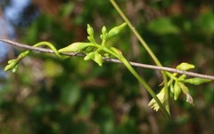 Cryptolepis buchananii
