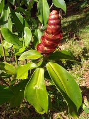 Costus spiralis