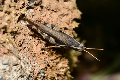 Xenocatantops brachycerus