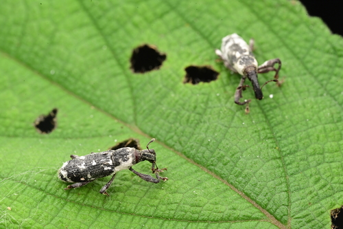 Peribleptus foveostriatus