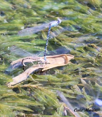 Argia extranea