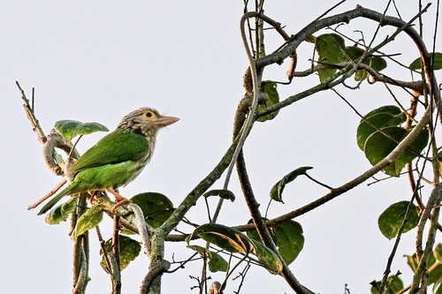 Lineated Barbet