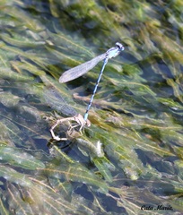 Argia extranea